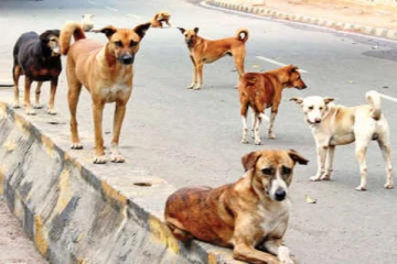 யாழில் வெளிநாட்டவர் உட்பட 11 பேரை கடித்து குதறிய நாய்