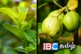 பல நோய்களுக்கு ஒரே மருந்து கொய்யா இலை