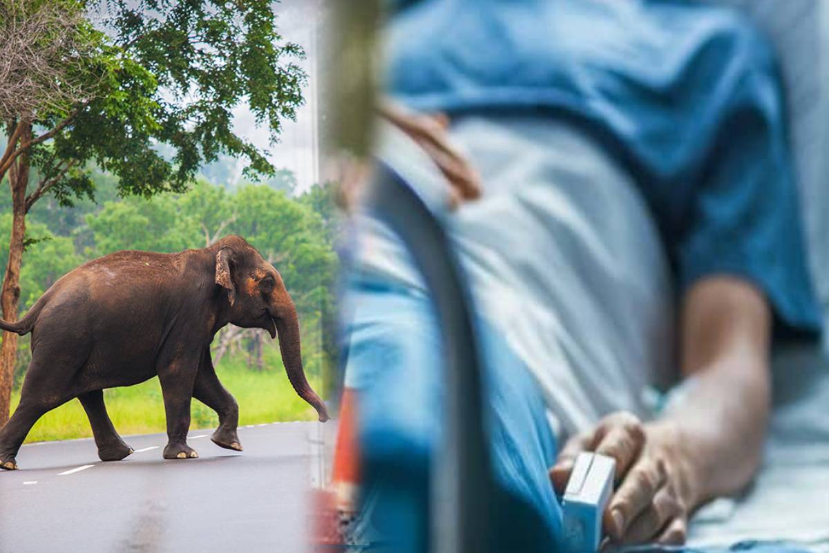 தனியார் பேருந்து ஒன்றின் மீது காட்டு யானை தாக்குதல்: 10 பேர் காயம் | 10 Injured After Elephant Attacks Bus