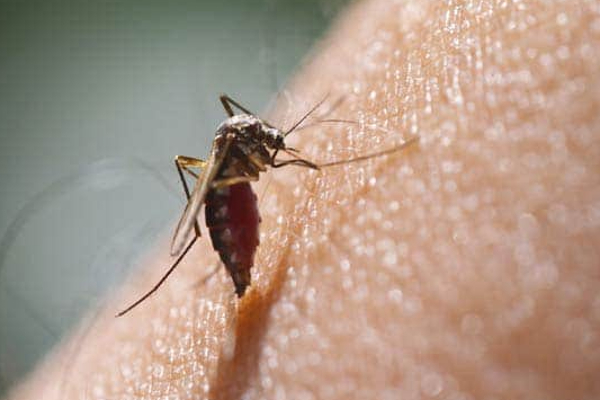 கிழக்கில் இரு உயிரை பலியெடுத்த டெங்கு! | Dengue Killed Two People In The East