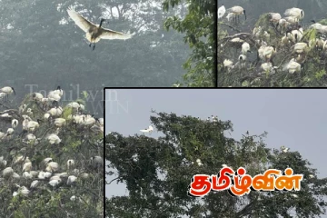 மட்டக்களப்பு - குருக்கள்மடம் ஏத்தாலைக்குளத்தில் வலசை வரும் பறவைகள்