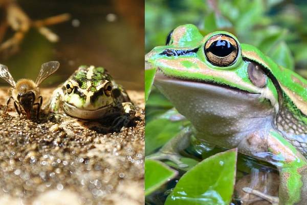 இந்த உயிரினங்கள் வீட்டில் நுழையவே கூடாது - அதிர்ஷ்டம் ஓடிவிடும் | Spiritually These Animals Insects Should Not Come