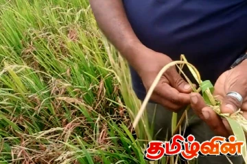 கந்தளாயில் நெற்பயிர்களுக்கு விஷம் தெளிப்பு: பொலிஸ் மற்றும் விவசாயத் திணைக்களத்தில் முறைப்பாடு