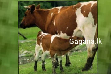 පන්සලේ බැඳ තිබූ ගවයන් දෙදෙනා මස්කඩෙන් අවසන් ගමන් ගිය හැටි මෙන්න..