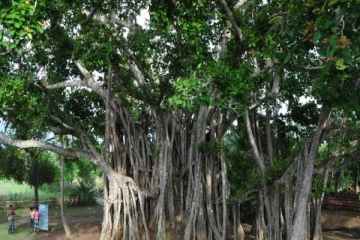 அரச மரத்துக்கு அடியில் பழமையான கிணறு... ஆச்சரியத்துடன் பார்வையிட்ட மக்கள்!