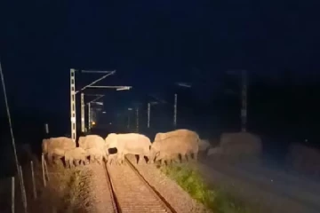 60 யானைகளின் உயிரை காப்பாற்றிய AI தொழில்நுட்பம்