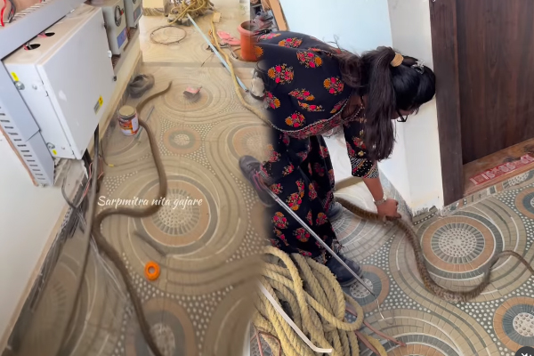 Viral Video: ராட்சத நீளம் கொண்ட பாம்பால் தெறித்து ஓடிய மக்கள்... ஓடி ஓடி சென்று பிடித்து அசத்திய பெண் | Girl Catch Gaint Snake Very Speed