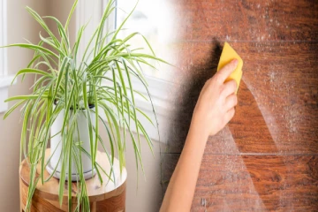 வீடு எப்போதும் தூசிபடியாமல் இருக்க வேண்டுமா? அப்போ இந்த செடியை வளர்த்து பாருங்க