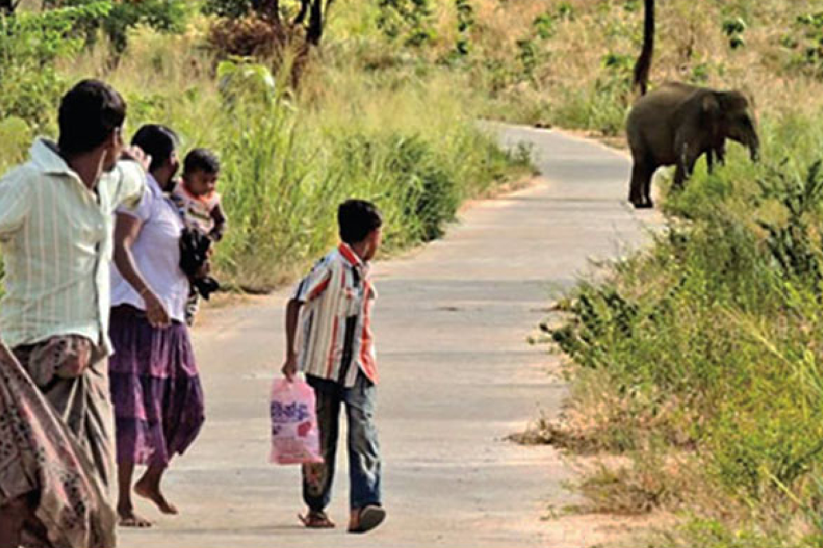 யானை - மனித மோதலுக்கு தீர்வு வழங்கும் நோக்கில் புதிய திட்டம் | New Project Aims To Solve Human Elephant Conflict
