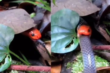 அரை நொடியில் பாம்பை விழுங்கி ஏப்பம் விட்ட இன்னொரு பாம்பு! குலைநடுங்க வைத்த அதிர்ச்சி