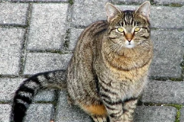 பூனைகளுடன் குழந்தையை அடைத்து சித்திரவதை: தாய் கொடுஞ்செயல்