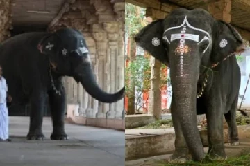 தமிழகத்திலேயே அதிக வயது; 40 வருஷமா ஓடியாடிய காந்திமதி - என்ன நடந்தது?