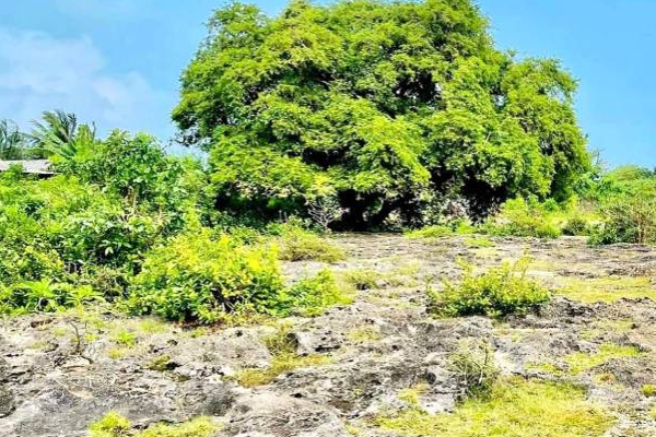 யாழில் சங்கிலியன் மன்னன் பதுங்கியிருந்த இரகசிய குகை! | Secret Cave Cankili I Jaffna Kingdom King யாழில் சங்கிலியன் மன்னன் பதுங்கியிருந்த இரகசிய குகை! | Secret Cave Cankili I Jaffna Kingdom King