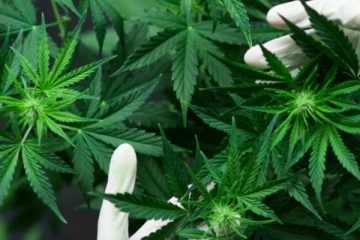 ගංජා හේන්ක් වගා කළ තරුණයින් දෙදෙනා..