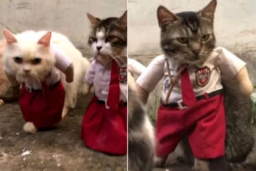 பள்ளி குழந்தைகளான பூனைகள்... காணொளியை பார்த்து மெய்சிலிர்த்து போன இணையவாசிகள்