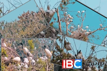 மட்டக்களப்பிற்கு வந்து குவியும் வெளிநாட்டு பறவைகள்