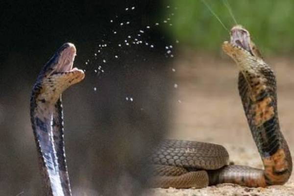 விஷம் துப்பும் நாகப்பாம்பின் பதறவைக்கும் காணொளி! ஏன் இவ்வாறு செய்கின்றது? | Mozambique Spitting Cobra Video Goes Viral