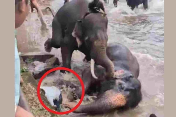 யானைகளுக்கிடையே மோதல் : நடுவில் சிக்கிய பெண்ணுக்கு நேர்ந்த கதி : வைரலாகும் நெகிழ்ச்சியான காணொளி