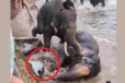 யானைகளுக்கிடையே மோதல் : நடுவில் சிக்கிய பெண்ணுக்கு நேர்ந்த கதி : வைரலாகும் நெகிழ்ச்சியான காணொளி