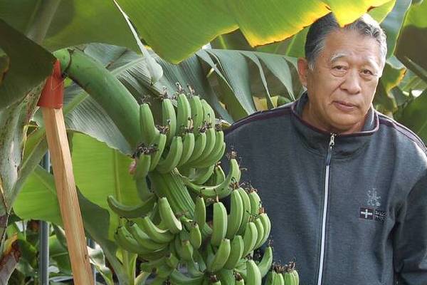 இந்த வாழைப்பழத்தை தோலுடன் சாப்பிடலாமா! விலை என்னன்னு தெரியுமா? | Japanese Mongee Banana Prize Benefits இந்த வாழைப்பழத்தை தோலுடன் சாப்பிடலாமா! விலை என்னன்னு தெரியுமா? | Japanese Mongee Banana Prize Benefits