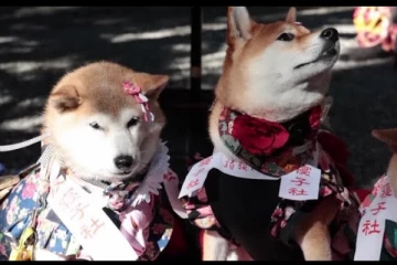 ஜப்பான் ஆய்வில் வெளியான அதிர்ச்சி தரும் தகவல்! சிறுவர்களை விட செல்லப்பிராணிகள் அதிகம்