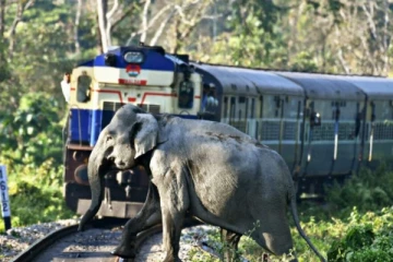 யானைகள் தொடருந்துடன் மோதுவதைத் தடுக்க விசேட நடவடிக்கை