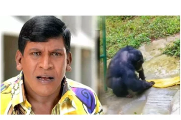 ‘நம்மளவிட அறிவாளியா இருக்குமோ...‘ - துணிதுவைக்கும் மனித குரங்கு - வைரலாகும் வீடியோ