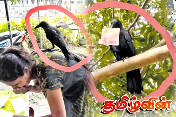 இலங்கையில் கொள்ளையில் ஈடுபடும் காகம் - மக்களுக்கு அதிர்ச்சி கொடுக்கும் செயல்கள் | One Crow Disturbing A Whole Village