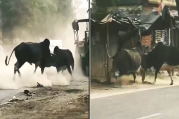 நடுரோட்டில் சண்டையிட்ட இரண்டு காளை மாடுகள்: கிளைமெக்ஸ் என்ன தெரியுமா?