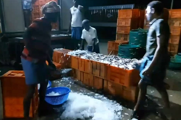 கடற்தொழிலாளர்களின் வலையில் சிக்கிய பாரிய மீன்கள்: மகிழ்ச்சியில் கடற்தொழிலாளர்கள் (Photos) | Massive Fish Fishermen S Nets Fishermen Delight
