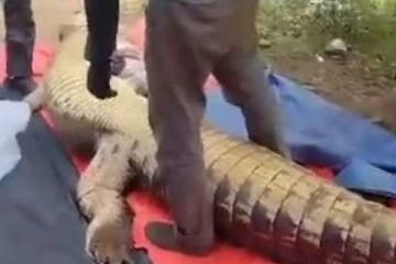 மலேசியாவில் காணாமல்போன நபர்: முதலையின் வயிற்றுக்குள் கண்டுபிடிக்கப்பட்ட பயங்கரம்