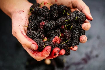 கொடிய நோய்களை அலறவிடும் மல்பெரி! நீரிழிவு நோயாளிகள் சாப்பிட்டா என்ன நடக்கும்...எச்சரிக்கை!