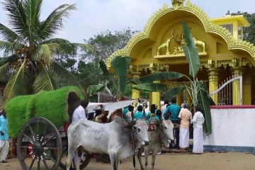 எரிபொருள் விலையேற்றத்தினால் பண்டைய கால திருமண முறைக்கு மாறிய மக்கள் (video)