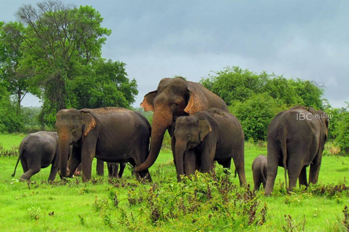 சுண்டிகுளம் பகுதியில் யானைகளால் பாதிக்கப்பட்ட குடும்பஸ்த்தர் கவலை தெரிவிப்பு | Seeks 36 Coconut Trees Destroyed By Elephants