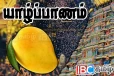 யாழில் 10 இலட்சத்திற்கு ஏலம் போன ஒரு மாம்பழம்..! எந்த கோவிலில் தெரியுமா
