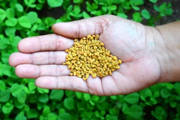 நீரிழிவு நோயாளிகள் ​வெந்தயத்தை பச்சையாக சாப்பிடலாமா? சாப்பிட்டால் என்ன நடக்கும் தெரியுமா?