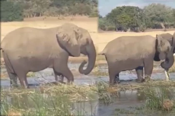 குட்டியை காப்பாற்ற முதலையை மிதித்தே கொன்ற தாய் யானை: பாசத்தின் உச்சத்தினை நீங்களே பாருங்க