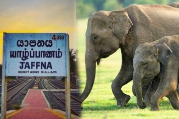யாழ்.வடமராட்சி கிழக்கில் யானைகள் அட்டகாசம்
