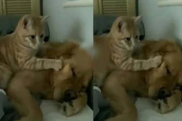 மசாஜ் செய்து நாயை தூங்க வைக்கும் பூனை - பார்வையாளர்களை ரசிக்க வைத்த காட்சி!