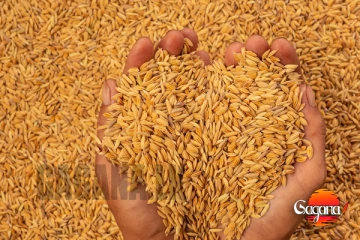 වී අලෙවියේ නව වාර්තාවක් - ටොන් 18,000ක් වී මණ්ඩලයට