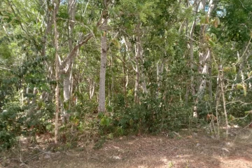 விடுதலைப் புலிகள் நாட்டிய தேக்குகள்: இன்று அவற்றின் நிலை என்ன..! நினைவை மீட்டும் மக்கள்