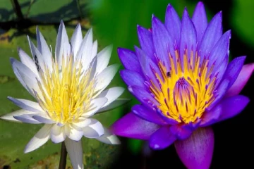 இலங்கையின் தேசிய மலர் குறித்து எழுந்துள்ள சர்ச்சை