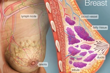 පියයුරු කියන්නේ මාංශ පේශියක් නොවන බව ඔබ දන්නවද?