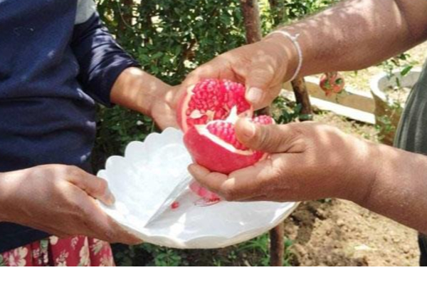 නව දෙළුම් විශේෂ දෙකක් හම්බන්තොටින් මතුවේ  | New Pomegranate Species In Hambantota