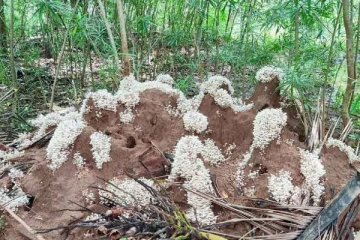 கொட்டிய மழை! குளிர்ச்சியான சூழலால் பெரிய பாம்பு புற்றில் நடந்த ஒரு ஆச்சரியம்... வைரலாகும் புகைப்படம்