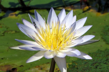 இலங்கையின் தேசிய மலர் குறித்து எழுந்துள்ள சர்ச்சை