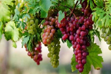 திராட்சையில் இப்படி ஒரு சத்துக்கள் நிறைந்து காணப்படுகிறதா? இனியும் தவிர்க்காதீர்கள்