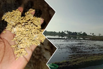 கிளிநொச்சியில் அறிவிப்பின்றி நிறுத்தப்பட்ட சிறுபோக செய்கை : பாதிக்கப்பட்டுள்ள விவசாயி