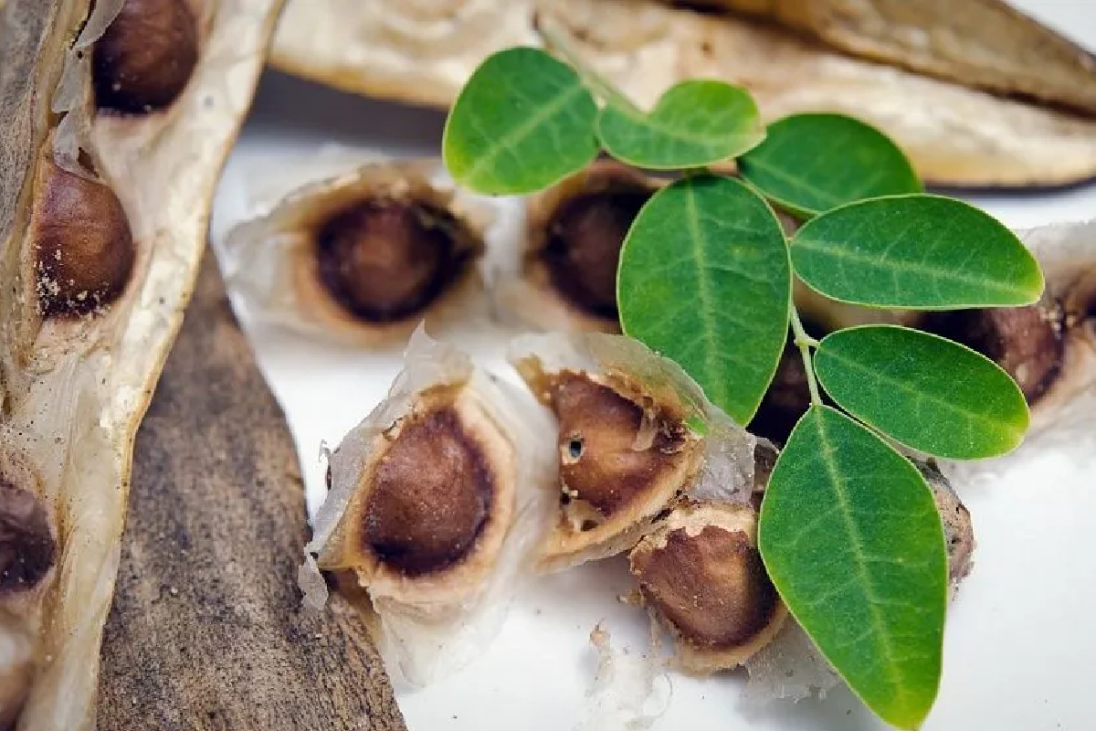 සෞඛ්‍ය ක්ෂේත්‍රයේ විශාල ජයග්‍රහණයක් - ආශ්චර්යමත් ගසේ ඇටවලට තියෙන අරුම පුදුම හැකියාව සොයා ගයි | Moringa Seeds Remove 98 Microplastics