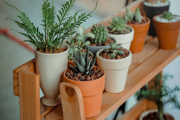 வீட்டின் செழிப்பை கெடுக்கும் செடிகள்.. இனியும் விட்டு வைக்காதீங்க | Home Plants To Avoid Growing Vastu Tips